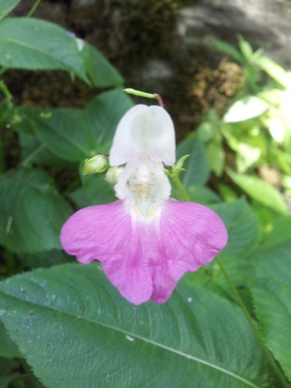 Impatiens balfourii